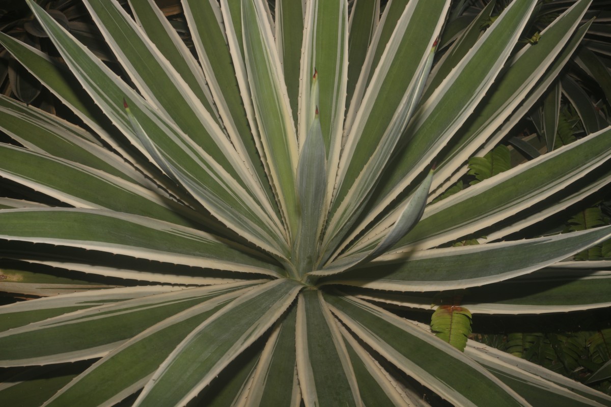 Agave angustifolia Haw.